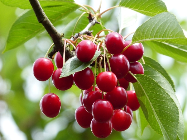 Karneol Sauerkirsche